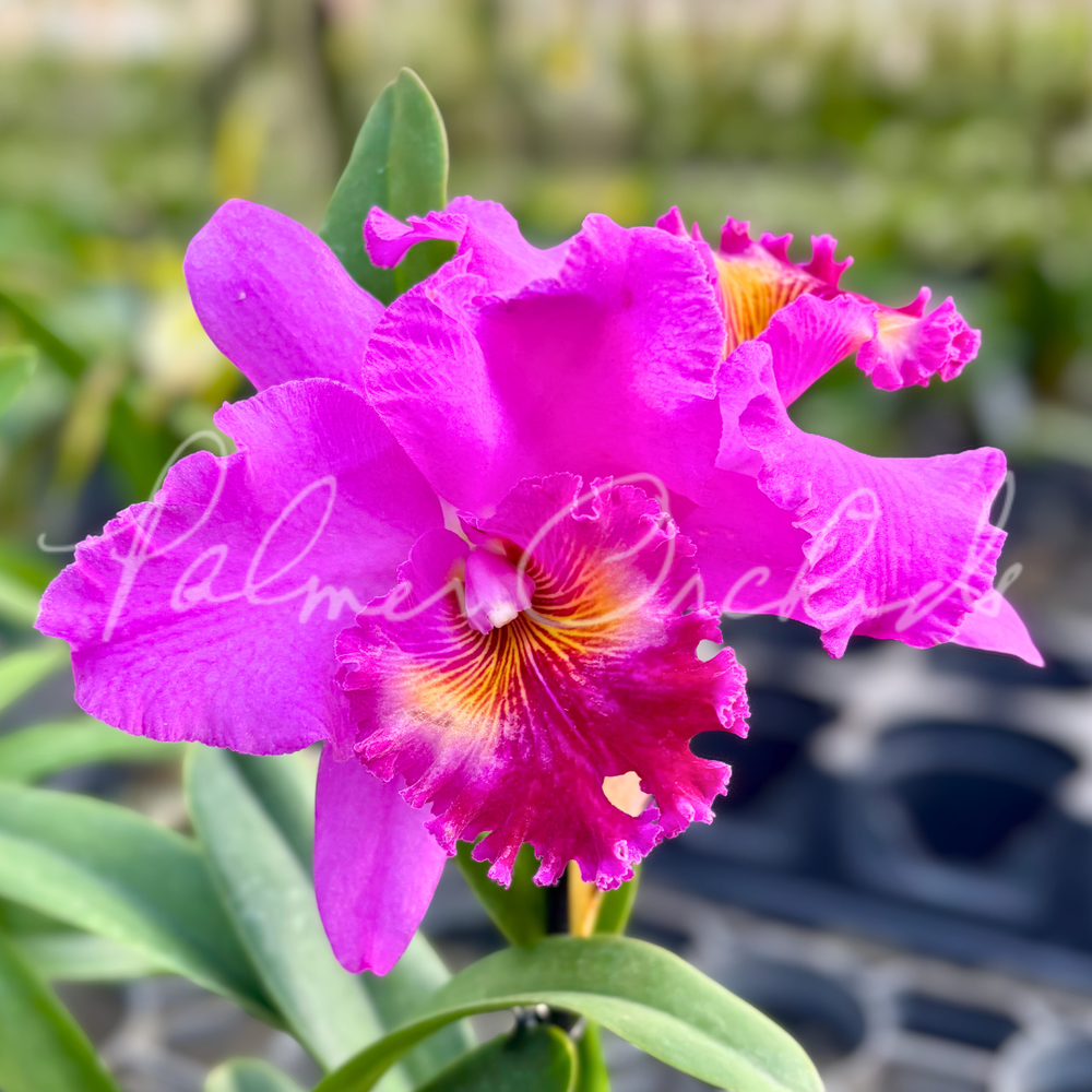 Rlc. Finer Diamond — Palmer Orchids